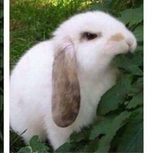 Meet your Posher, Cynthia